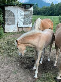 Puledro haflinger