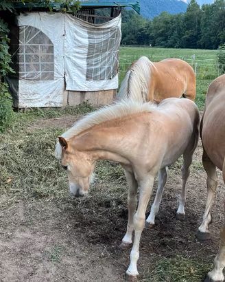 Puledro haflinger