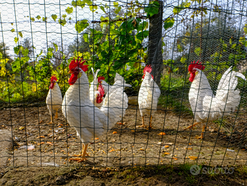 Galli razza livornese bianca selezione