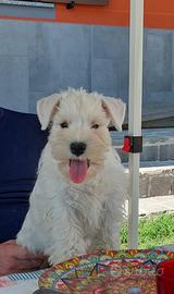 Schnauzer nano femmina