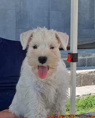 Schnauzer nano femmina