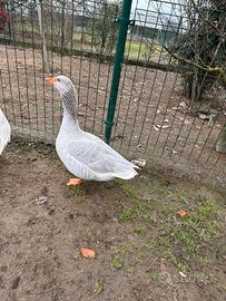 Oca di franconia maschio