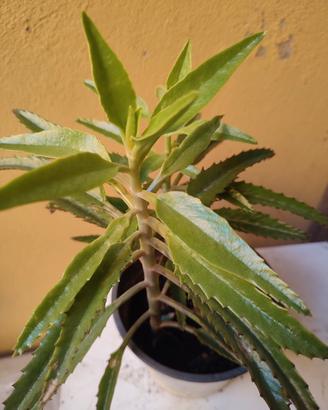Due piante grasse "madre di milioni" in vaso unico