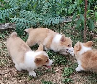 Welsh Corgi Pembroke cuccioli maschi