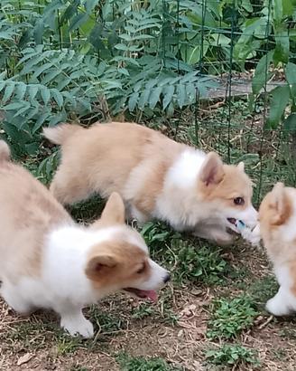 Welsh Corgi Pembroke cuccioli maschi