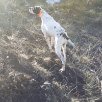Pointer inglese pronto caccia