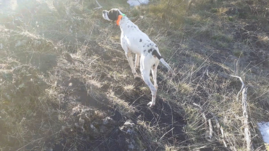 Pointer inglese pronto caccia