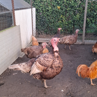 Tacchini castani d'Italia