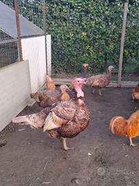 Tacchini castani d'Italia