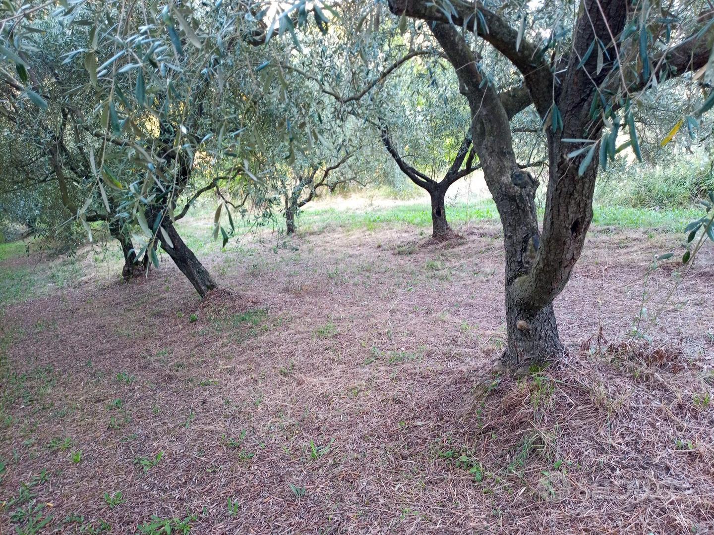 Capannone agricolo e terreni in Lunigiana (MS) - Altro