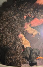 Cuccioli di barboncini toy