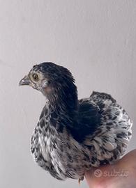 Galline -Pulcinotti LAKENVELDER