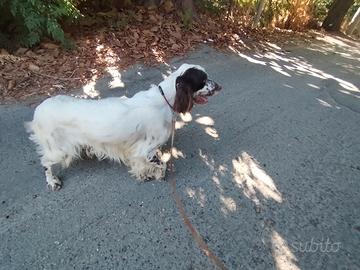 Setter Inglese 