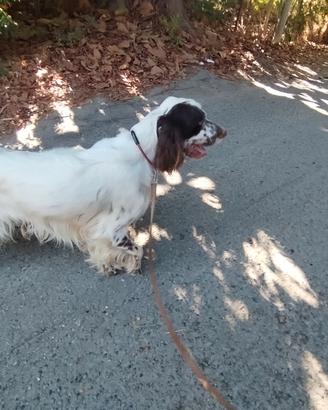 Setter Inglese 
