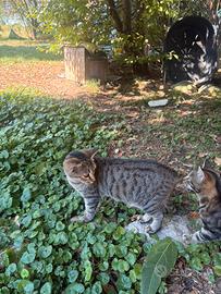 Gattini