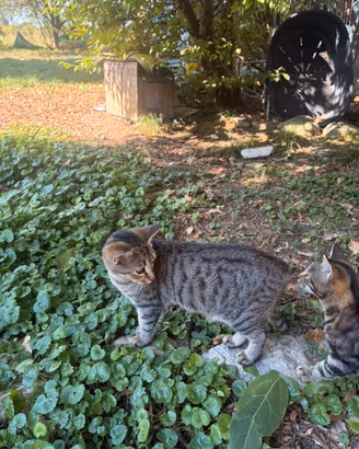 Gattini