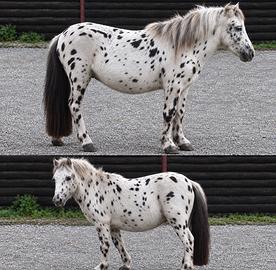 Pony maschio appalosa