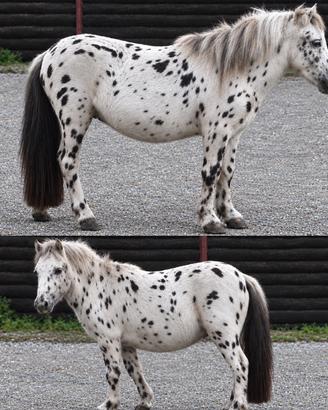 Pony maschio appalosa