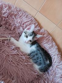 Gattini