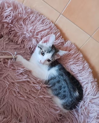 Gattini