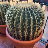 Cuscino della suocera