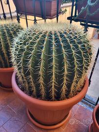 Cuscino della suocera