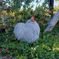 Coppia cocincina nana grigio perla