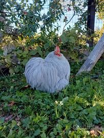 Coppia cocincina nana grigio perla