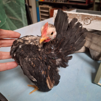 Galletti serama malesi puri