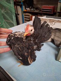 Galletti serama malesi puri