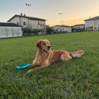 Golden retriever accoppiamento /monta