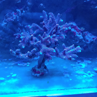 Corallo acropora millepora