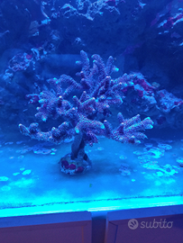 Corallo acropora millepora