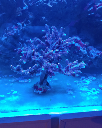 Corallo acropora millepora