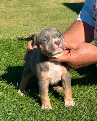 Cuccioli Pit bull