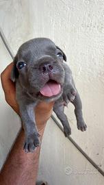 Bull dog francese