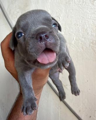Bull dog francese