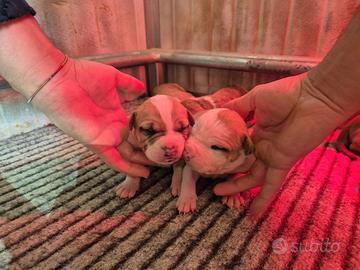 Cuccioli di american staffordshire terrier