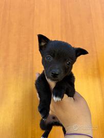 Cuccioli volpino/pinscher