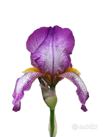 Iris germanica  bianco-lilla