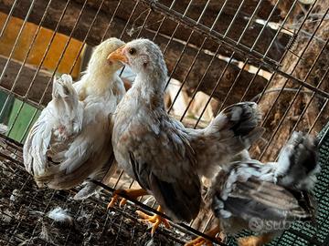 Galline serama