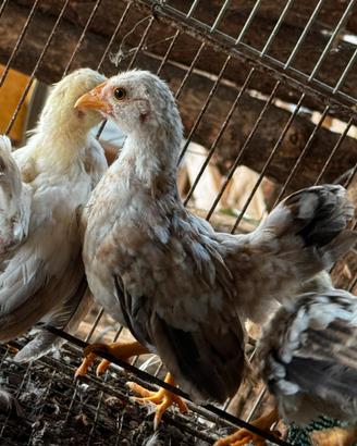 Galline serama