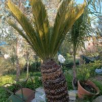 Cycas revoluta 