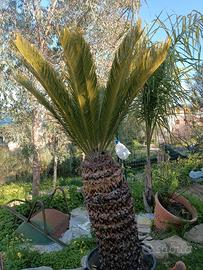 Cycas revoluta 