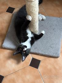 Maine Coon