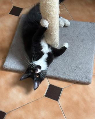 Maine Coon