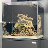 Rocce vive  Acquario Marino