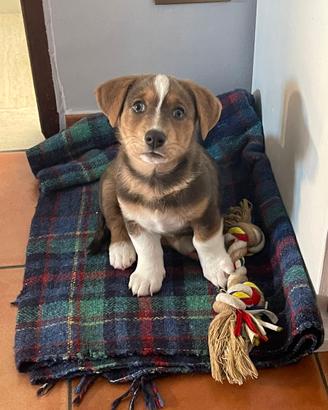Cucciolo femmina di incrocio tipo Jack Russell