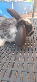 Cucciolo coniglio ariete nano