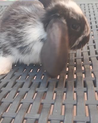 Cucciolo coniglio ariete nano